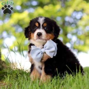 Jimminy Cricket, Mini Bernedoodle Puppy